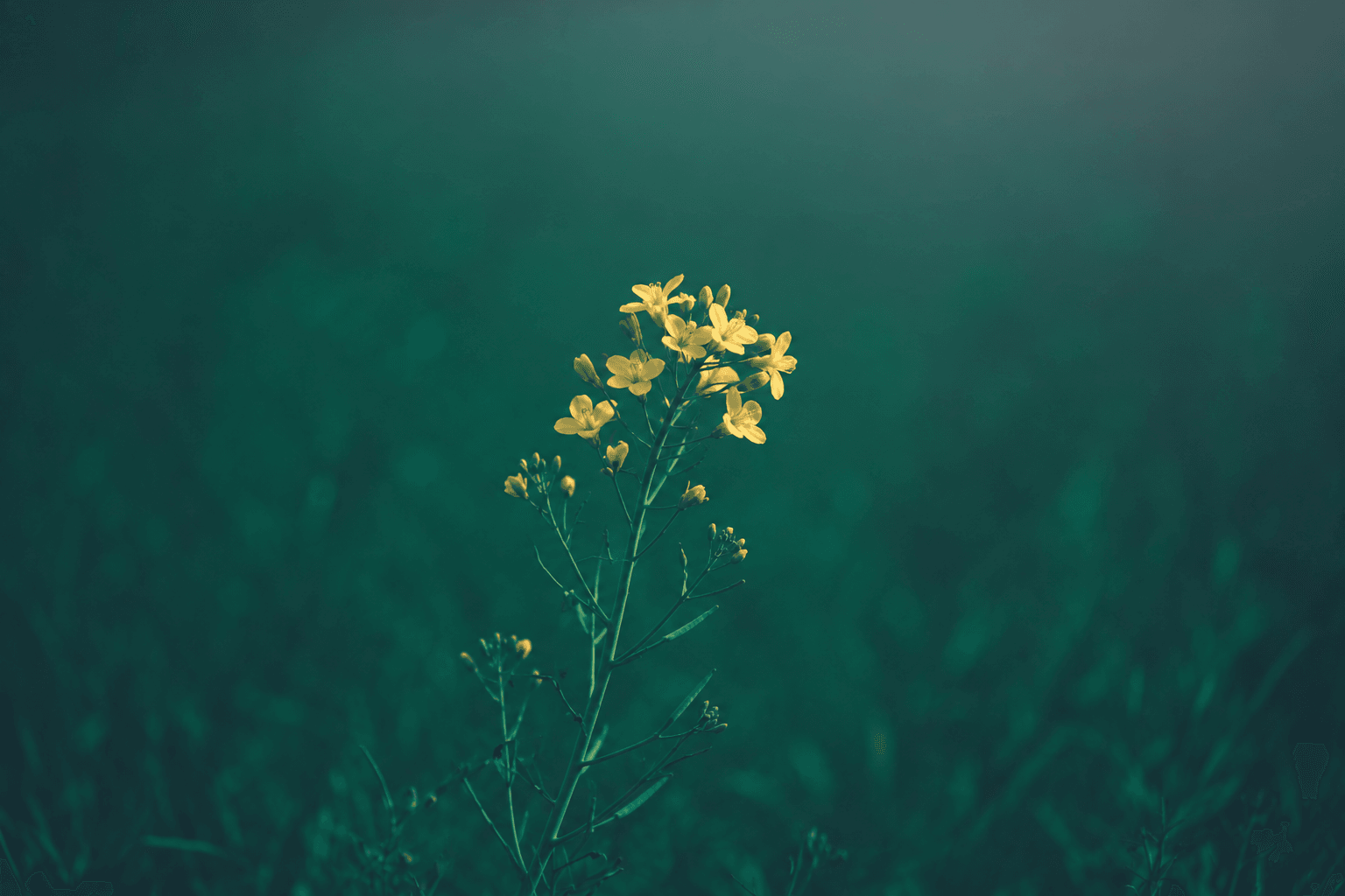 Flores amarillas sobre un fondo verde petróleo